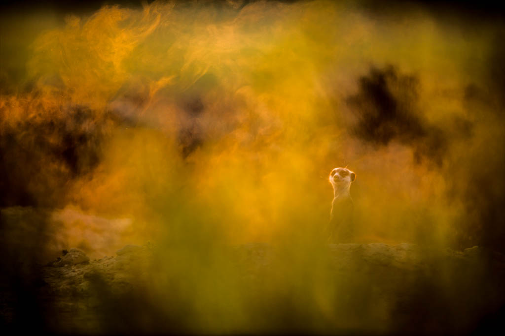 DSC_3674ccr2.jpg - Botswana, Mabuasehube Game Reserve We discovered a Meerkat's den as the sun was rising . The beautiful golden light is mixed with dust created by an other meerkat inside his burrow, making the  atwosphere pretty irreal . I took this picture from behind a grove to emphasize the soft mood.Digital adjustments: noise reduction, contrast, dark tones, clarity, curves .